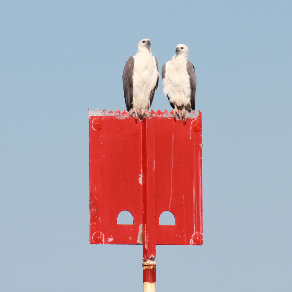 sea eagles perched on marker