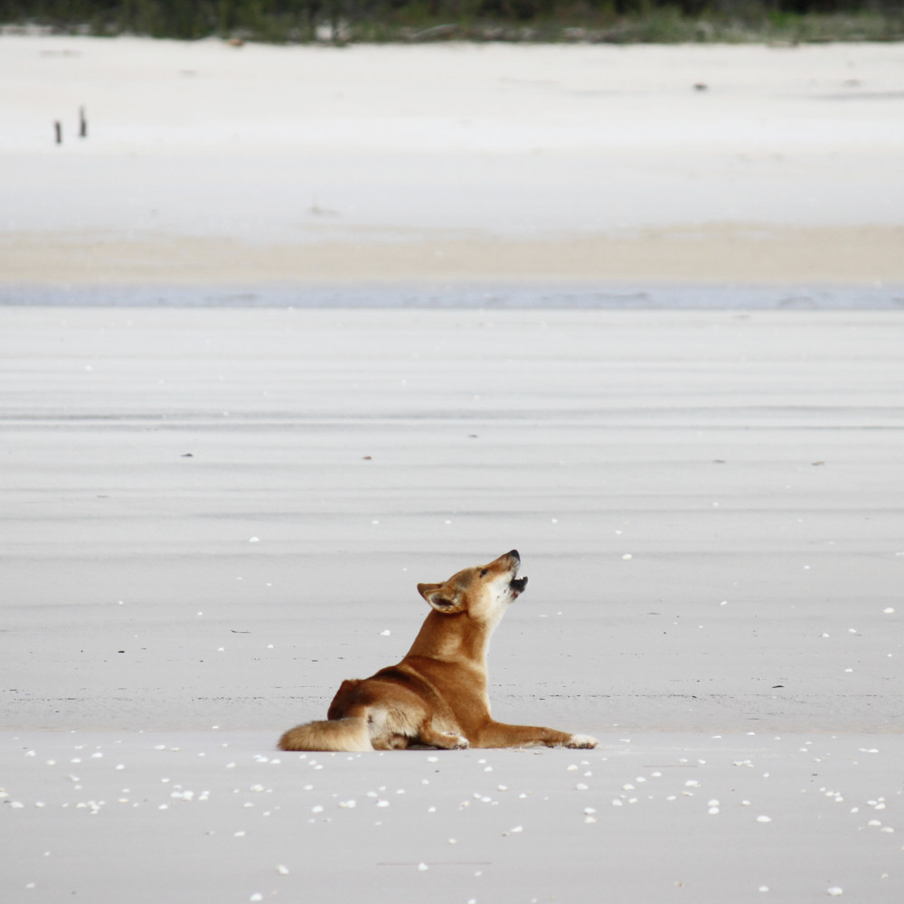 photo of dingo howling on Fraser Island beach taken during a fishing charter in Hervey Bay